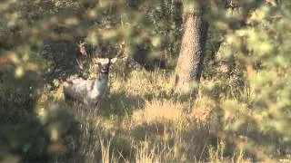 Outdoor Quest TV - Fallow Deer and Wild Boar in Argentina