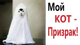 Лютые приколы. СТРАШИЛКИ – МОЙ КОТ ПРИЗРАК!!! РЖАКА до слёз! САМОЕ СМЕШНОЕ ВИДЕО! - Domi Show