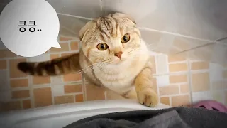 Cats' Reaction to Their Owner Pooping [SURI&NOEL CAT's STORY]