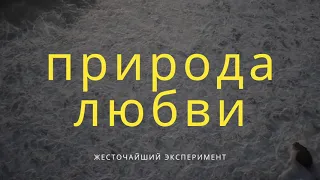 Любовь! Жесточайший эксперимент в попытке открыть секрет любви. Реальная история Маугли. Фрагмент.