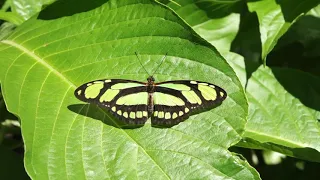 Butterfly Rainforest Moment: Green Longwing