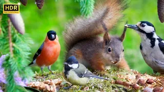 SQUIRREL and BIRD Watching👀 Up-Close and Personal Mini-Squirrel Mania 🐿️ Cat TV 😸 Dog TV🐩 Bird TV🕊️