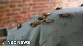 Cicadas swarm South, with trillions expected for the biggest invasion in centuries