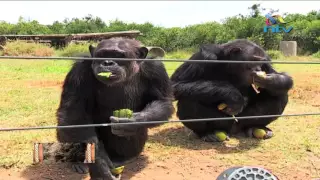 Chimpanzees feeding time at Sweetwater sanctuary