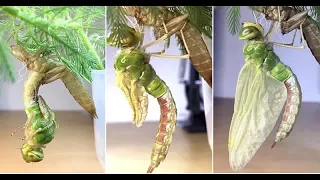 Incredible footage shows the metamorphosis of a dragonfly