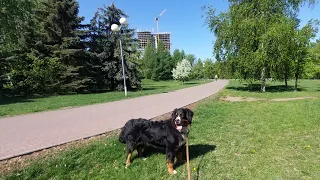 Домашняя передержка.  Бернский зенненхунд