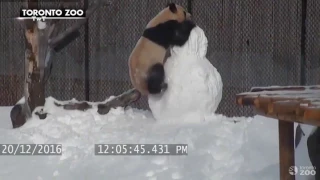 Giant Panda VS Snowman, snowman loses ! at Toronto Zoo