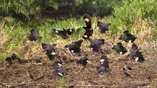 Masya Allah, ini yang di namakan rezeki nomplok, mikat burung