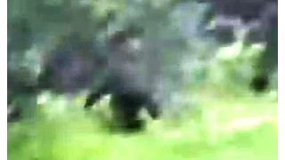 Prince Edward Island Bigfoot - Similar to Russian Yeti footage????