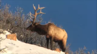 Big Bull Elk Winter Range - UTAH