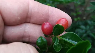 Triphasia trifolia - eating lime berry in Java