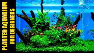 Planted Aquarium Guide For Beginners | Aqua Wai | English Version