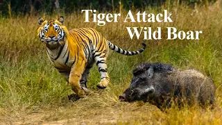 Rare Tiger vs Boar Fight | Tiger Attack Wild Boar