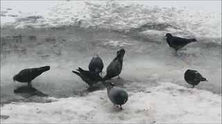 Голуби на льду! (Pigeons on Ice (Kalinka by Paul Mauriat))