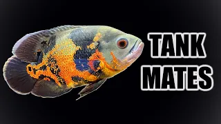 Top 10 Tank Mates for Oscar Cichlids