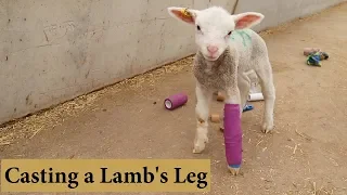 How I Casted Broken & Deformed Legs on Newborn Lambs (THE FINAL RESULT!): Vlog 149