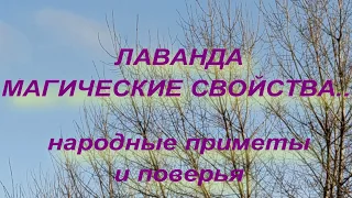 ЛАВАНДА . МАГИЧЕСКИЕ  И ЦЕЛЕБНЫЕ СВОЙСТВА .  народные приметы и поверья .