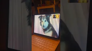 These two dogs talk on FaceTime ❤️