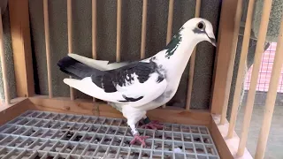 "Unexpected arrival from a long lost racing pigeon!"