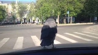 Наглая ворона на машине