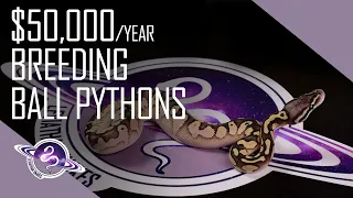 How Many Snakes Does it Take to Make $50k a Year?