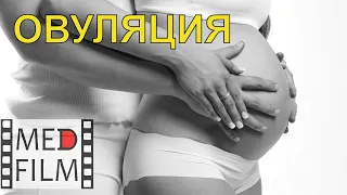 Овуляция, оплодотворение. Консультант: академик О.В.Волкова © Оvulation, fertilization