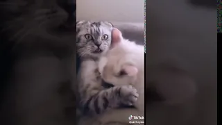 Getting caught cheating...  Cats Funny tictok clip
