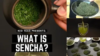 All About Sencha - What is Sencha, How Sencha Tea is Made and Why You Should Drink it!