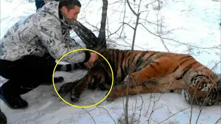 Тигр пришел к людям за помощью. Он не мог избавиться от петли на шее