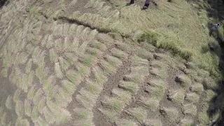 rice harvesting captured via drone