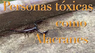 Reflexión-Personas tóxicas como alacranes