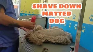 the Matted Dog Grooming | full Shave-down