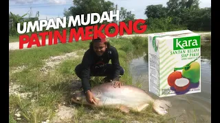 CARA MUDAH PANCING PATIN MEKONG | RESEPI MUDAH | giant catfish