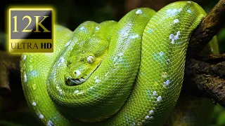 12K HDR 60fps Dolby Vision - Colorful World Animals - Sound Animals - Part 3