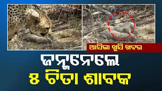 Cheetah Gamini gives birth to five cubs at Madhya Pradesh's Kuno National Park