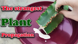 How to propagate a cactus ? | Propagate an Euphorbia simply