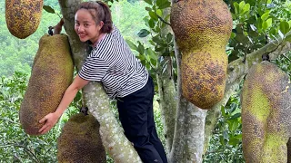 FULL VIDEO: 60 days of harvesting jackfruit and na bo garden to go to the market to sell