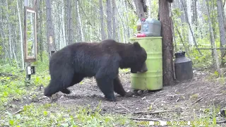 МЕДВЕДЬ И ЗЕРКАЛО. BEAR AND MIRROR.