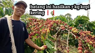 7 kg kopi kering 1 batang ini, kalau punya 1000 batang yang seperti ini  7 ton guys