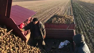 Копаємо картоплю сорту Agria комбайном Grimme