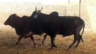 Red cow vs black bull meeting Animals Vlog Info