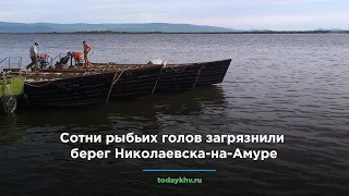 Сотни рыбьих голов выбросило на берег у Николаевска-на-Амуре