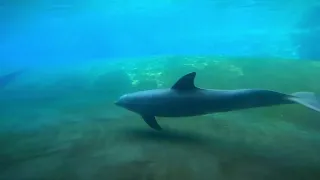 Magical Encounter   Exploring SeaWorld Orlando's Underwater Grotto with Grandkids and Dolphins