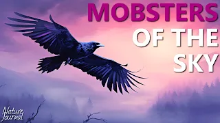 Why Crows Attack Hawks and Eagles - Mobsters of the Sky