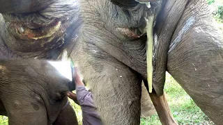 Giant Elephant Struggles with Anus Abscess, Heartwarming Humanity Rallies for Aid and Support