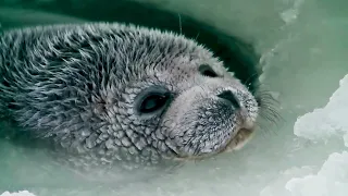 Cute Baby Seal Come To Camera and Tries to Talk Making Beautiful Noises!