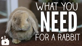 What you NEED for a rabbit