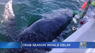 Concerns Over Possible Whale Entanglements Delay Commercial Crabbing Season