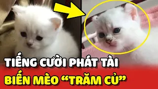 Bé mèo đạt ngưỡng "TRĂM CỦ" sau khi bị Sen HÙ TÉ sấp mặt 😂 | Yêu Lu