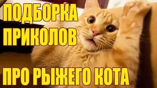 Лучшие приколы 2017 подборка про животных - Рыжий кот!